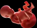 Płód w 28 tygodniu ciąży, z widocznymi dłońmi i stopami, rozwija się w łonie matki.